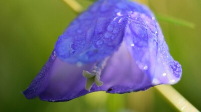 Un morceau de ciel dans la prairie