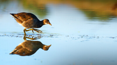 Matin d'eau claire sur l'étang
