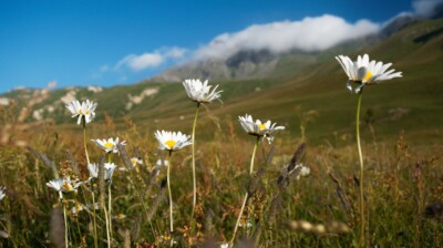 La troupe de marguerites