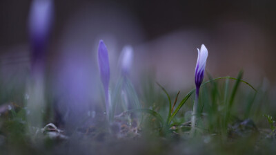 Premiers lutins du printemps