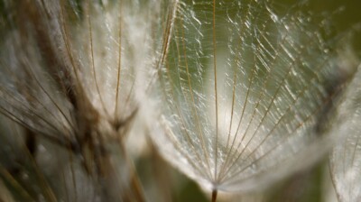 Les petits parapluies retournés