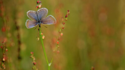 Premiers rayons, ouverture des ailes