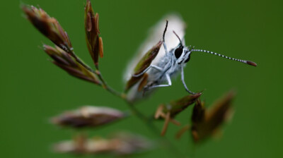 Salut du haut d'une graminée