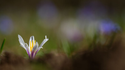 L'éclat du Crocus