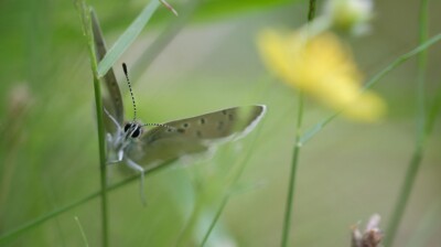 Flexions du haut d'une graminée