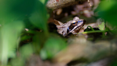 La feuille aux yeux de grenouille