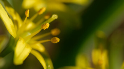Jaune pollen
