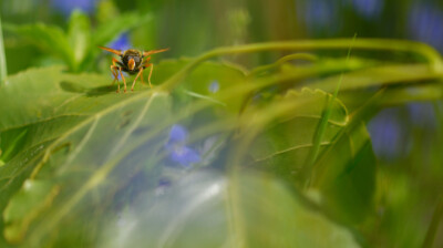 Le syrphe et son monde