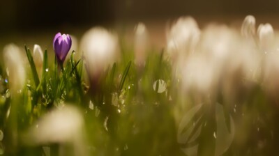 Lumignons du matin