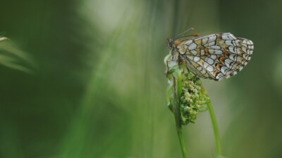 Bain de lumière verte