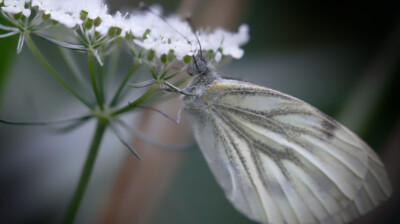 Fin du jour ; repos dans les ombelles