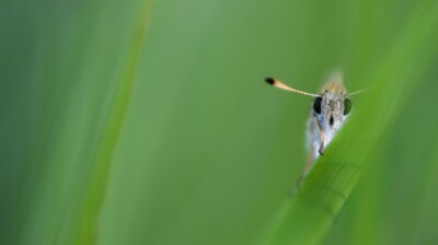Tête à tête dans les herbes