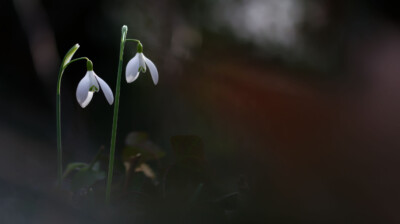 Dans le sous-bois, deux gouttes de lait...