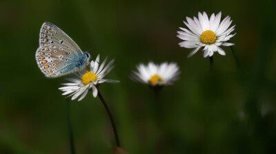 Les trois paquerettes