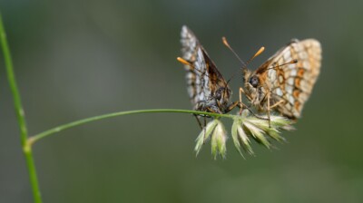 Comparses pour la nuit