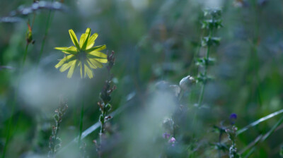 En matinée seulement, un petit soleil