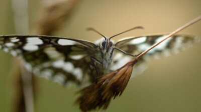 L'envergure du papillon