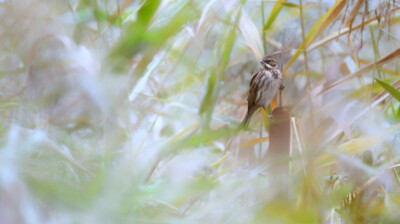 Matin d'automne, vent dans les roseaux