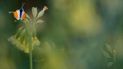 Une aurore dans les primevères
