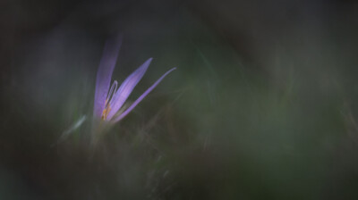 Dernières fleurs de l'automne