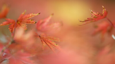 Rouge d'automne