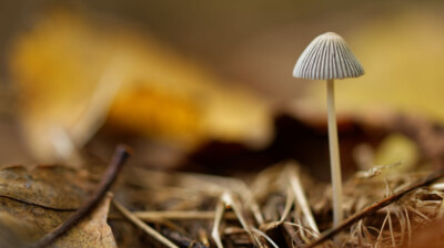 Mycena
