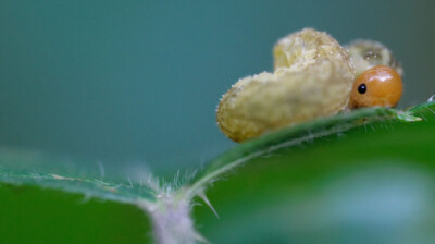 Octobre et ses chenilles