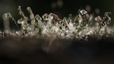 La compagnie d'hélianthèmes