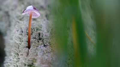Emerger