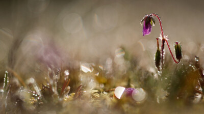 Le poids de la rosée