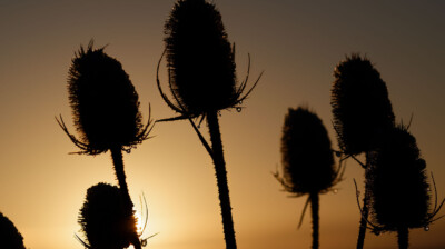 Dans la lumière hivernale, les cardères dressent la tête, comme pour survivre un temps encore