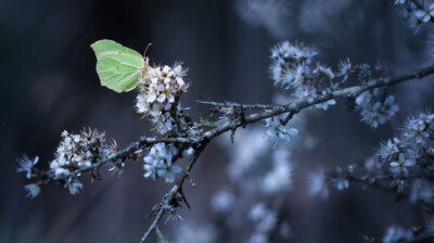 Epines noires dans le vallon ; instant posé ; rivière vive près des buissons