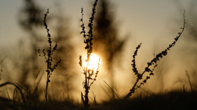 Matin d'hiver ; graines desséchées