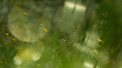 Visions troubles ; épervières