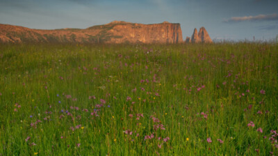 Les fleurs, infinitude