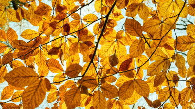 Eclaboussures de l'automne