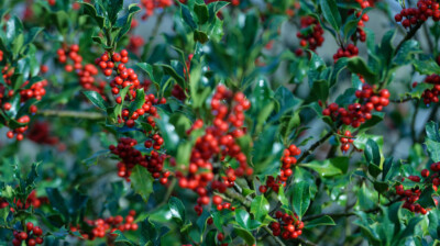 Drupes