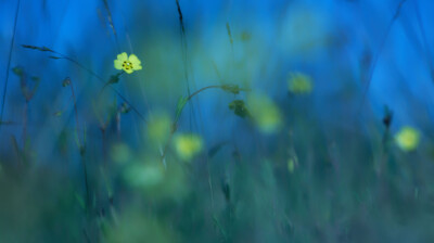 Petits soleils sur sol sec