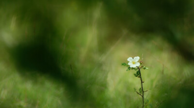 Le petit rosier des sols pauvres