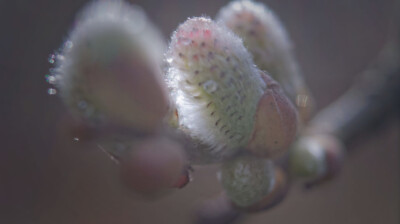 Saules de printemps, duvet de chatons