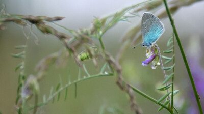 Le bleu de la fleur