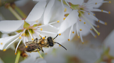 Portrait dans les étamines