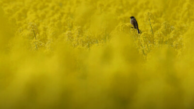 Le Bruant du colza