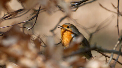 Le chant parmi les feuilles mortes