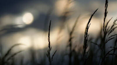 C'est le lever dans l'herbe ; les graminées en abondance