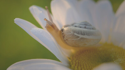 Lever de soleil sur une marguerite