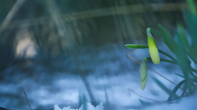 Neige et Jonquilles