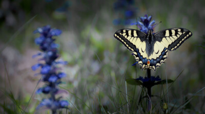 Ajouter ses couleurs au pré