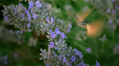 Vite, vite ! Au nectar !