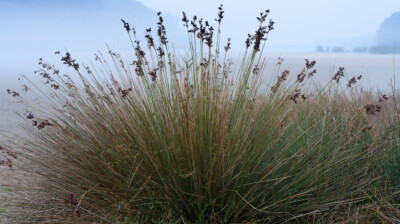 Rayonner sur la berge